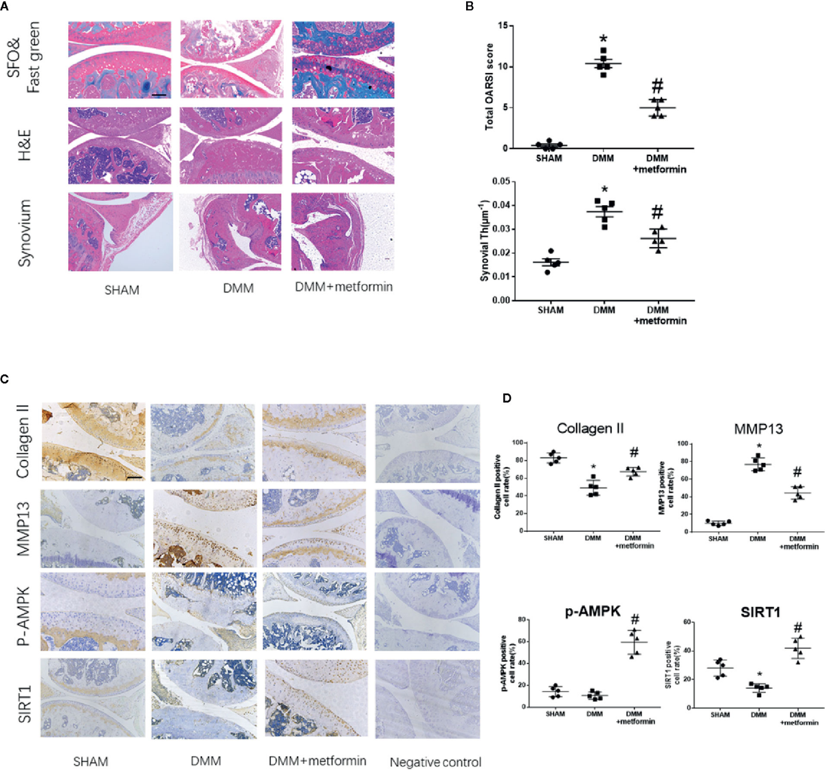 Frontiers | Metformin Mitigates Cartilage Degradation by