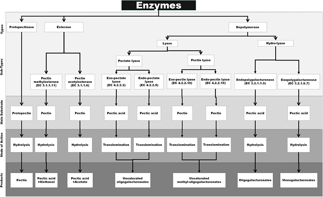 Frontiers Biochemical Prospects of Various Microbial Pectinase and
