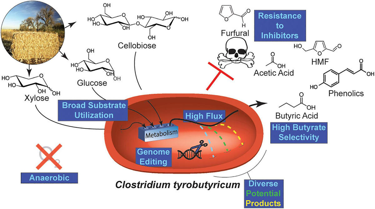 ブランド通販 Frontiers | Development of Clostridium tyrobutyricum as a 小物