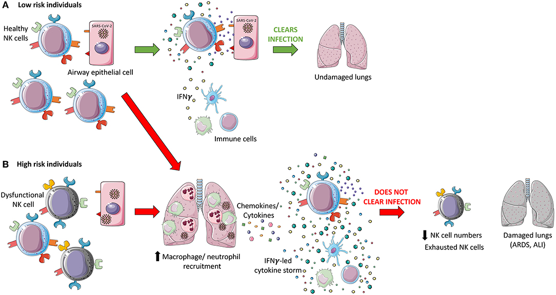 Mechanisms of myosin II force generation: insights from