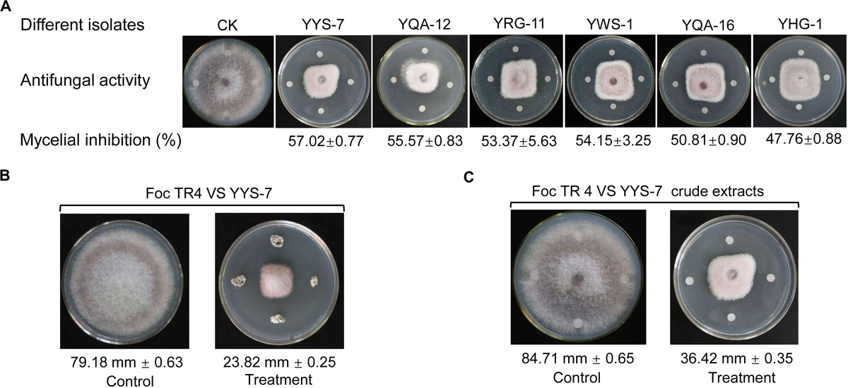 Frontiers | A Newly Isolated Streptomyces sp. YYS-7 With a