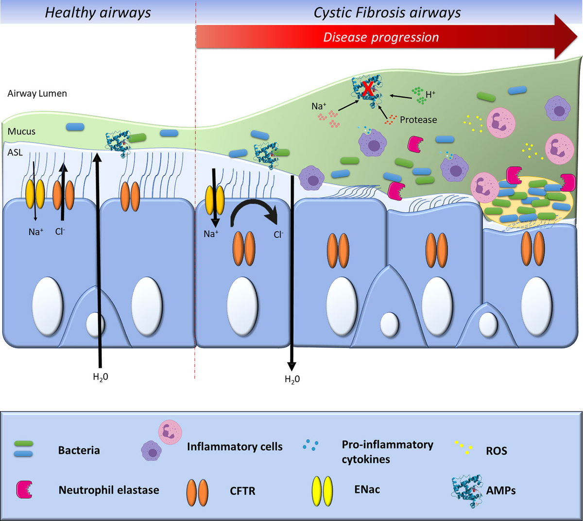 あい Role of PFKFB3 and PFKFB4 in Cancer: Genetic Basis, Impact