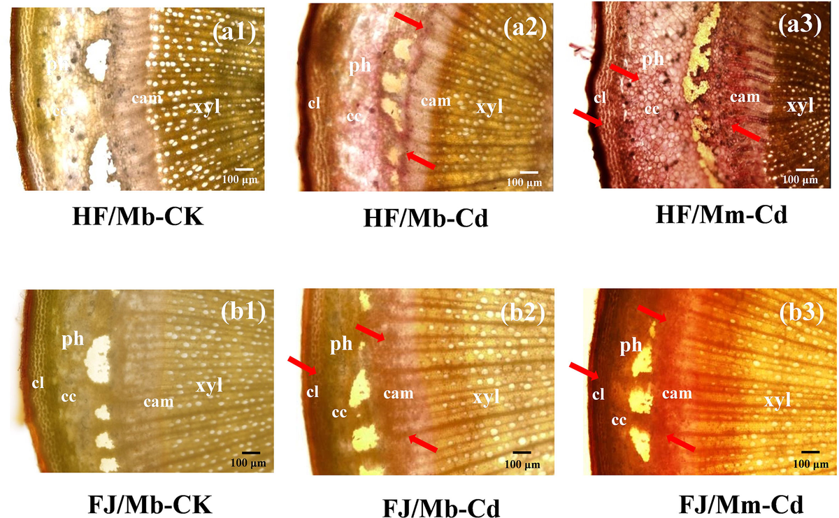 Frontiers | Rootstock–Scion Interaction Affects Cadmium