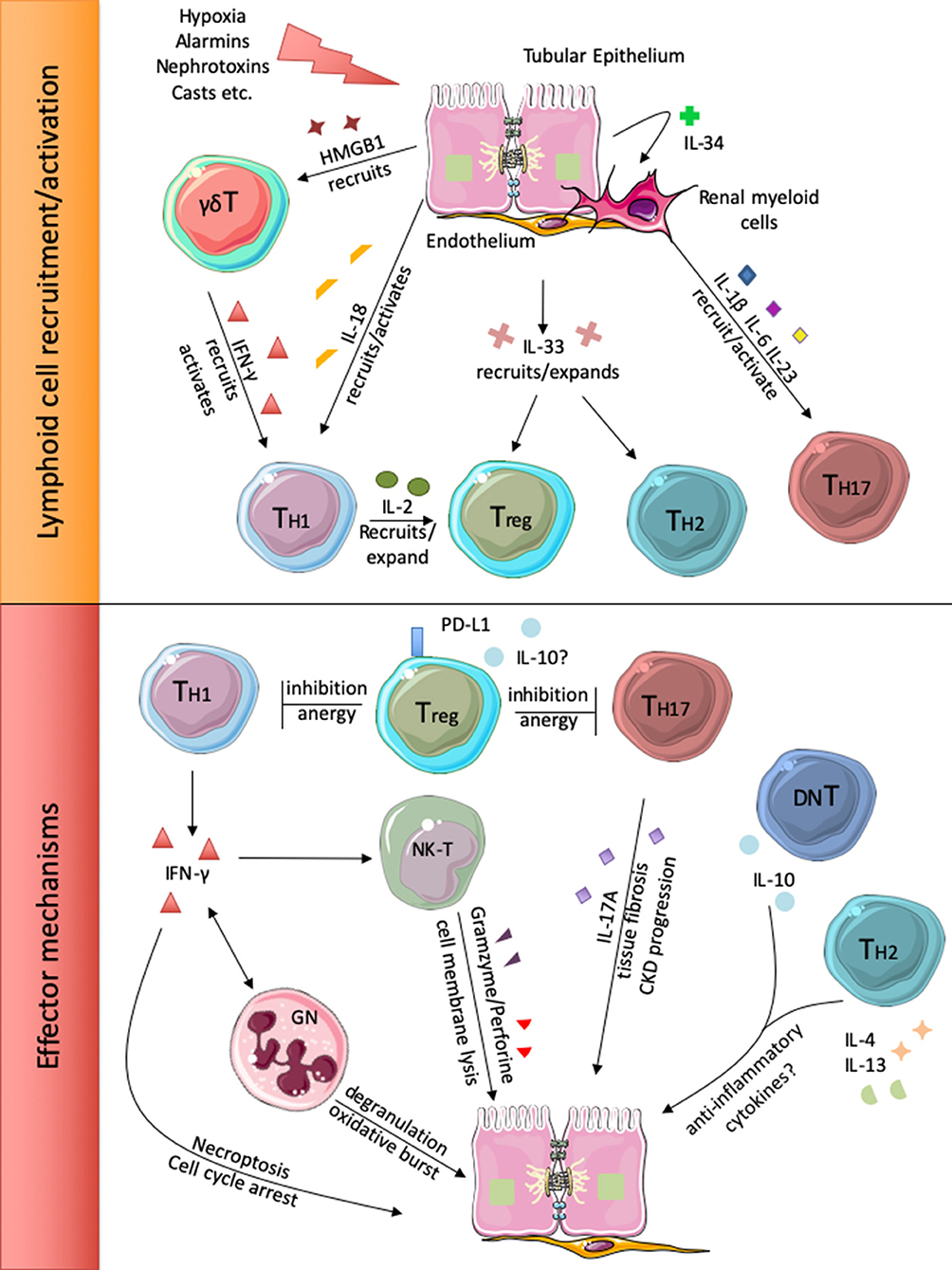 Frontiers | T Cells and Acute Kidney Injury: A Two-Way
