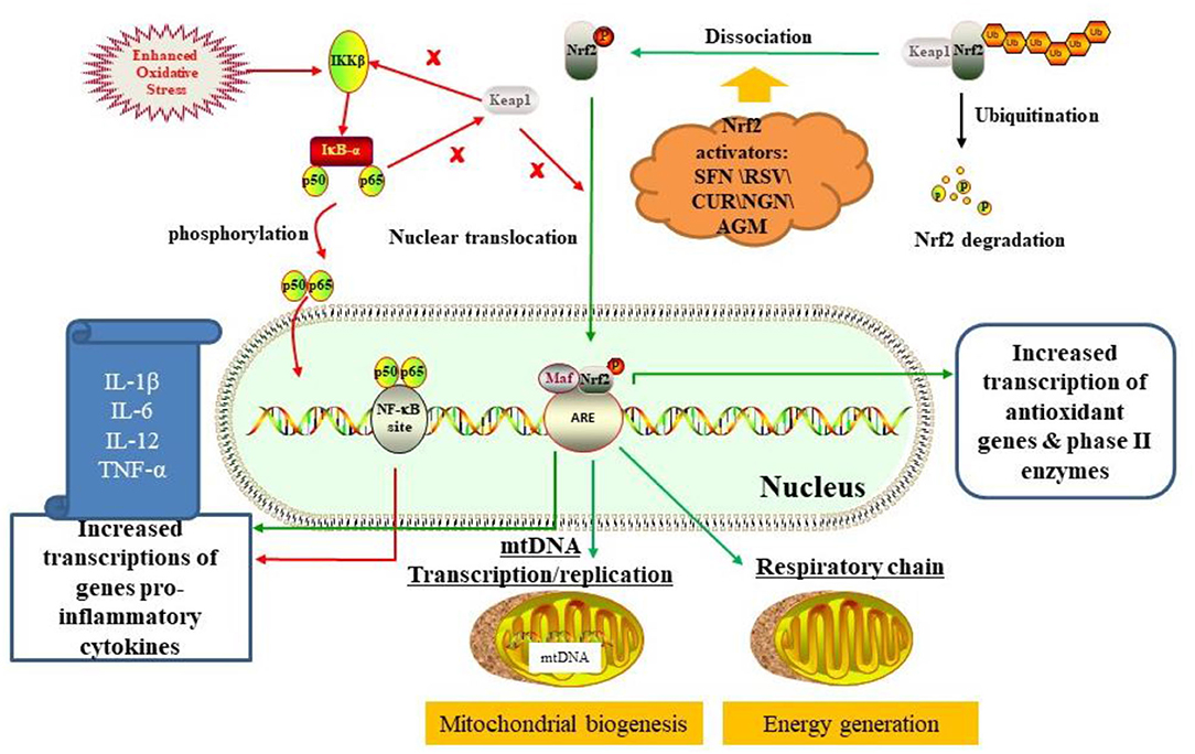 商品画像：Nrf2-mediated ferroptosis inhibition: a novel approach for 1