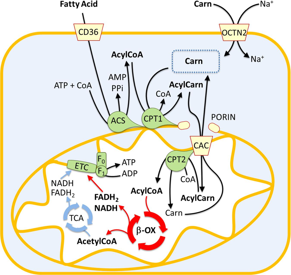 Fatty acid transport protein 4 is required for incorporation