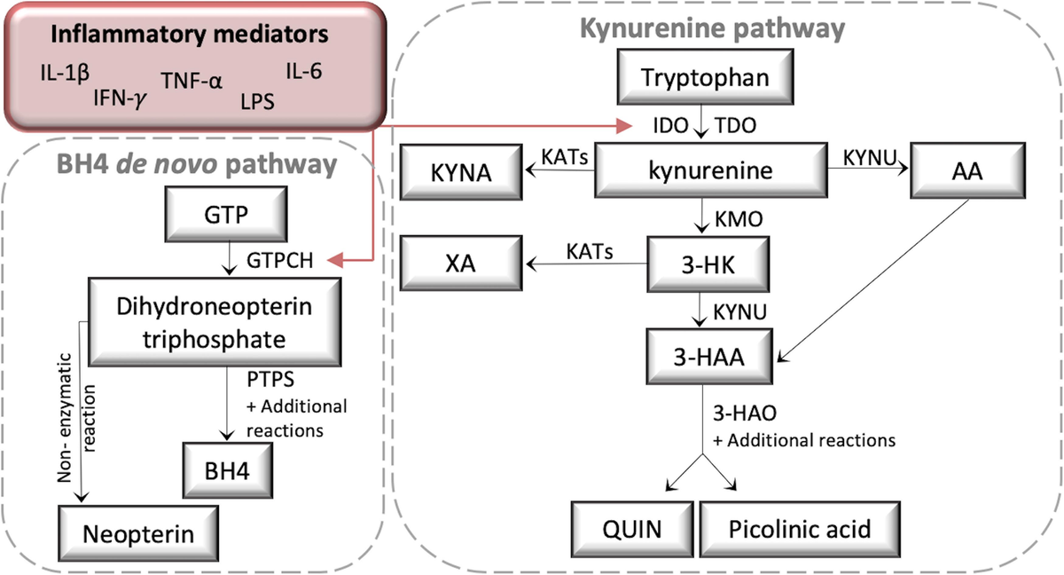 CXCL12/CXCR4 pathway as a novel therapeutic target for