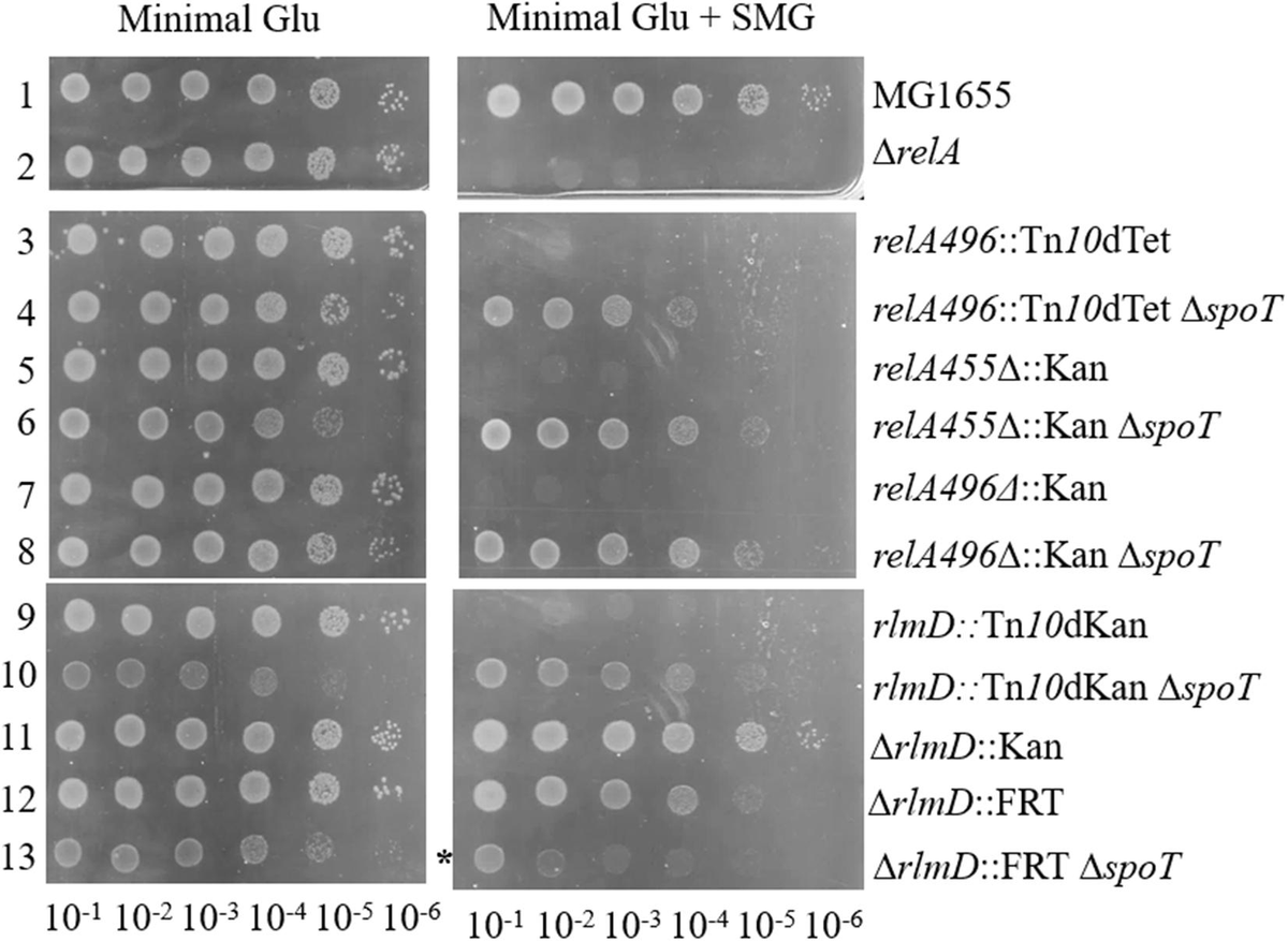 Accumulation of ppGpp and pppGpp in E. coli CF1652 (ΔrelA