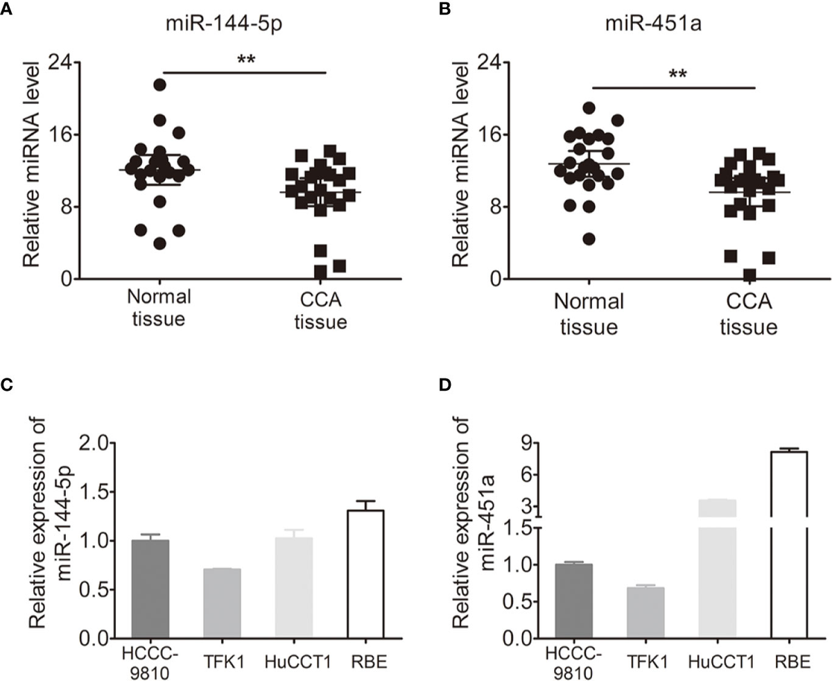 Frontiers | miR-144-5p and miR-451a Inhibit the Growth of