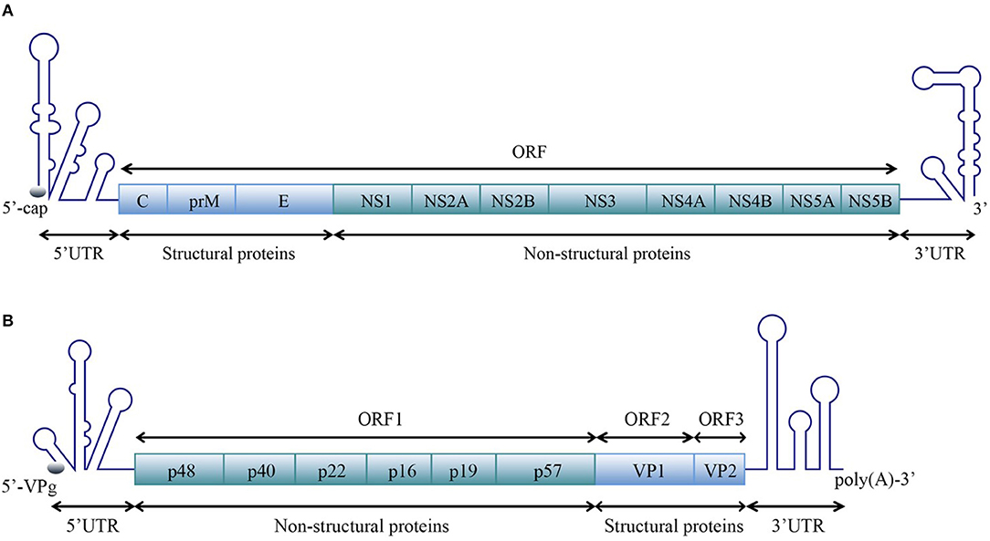 Frontiers | Structures and Functions of the 3′ Untranslated Frontiers | Structures and Functions of the 3′ Untranslated