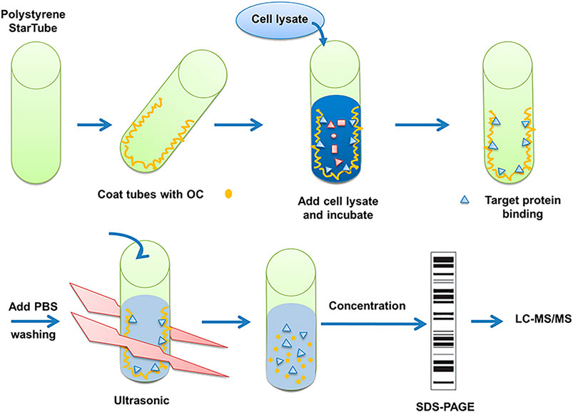 Frontiers | The Natural Compound Oblongifolin C Exhibits