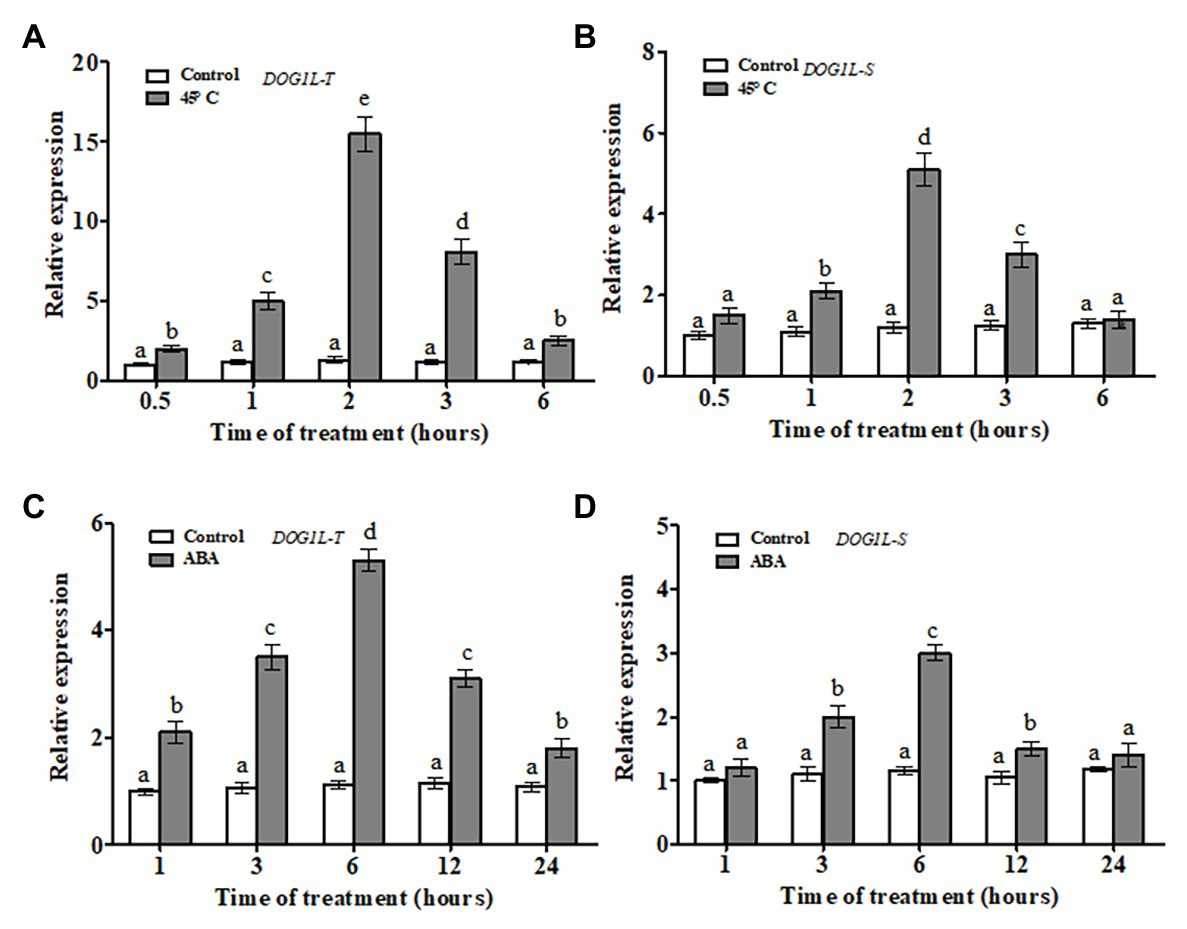Frontiers | Overexpression of NtDOG1L-T Improves Heat Stress