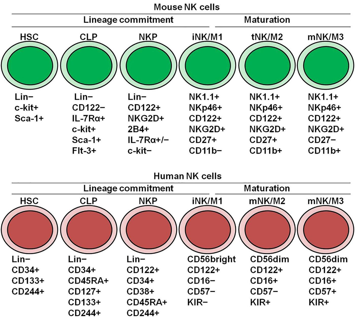 高評価アイテム Frontiers | Molecular Regulation of NK Cell Maturation ノート・メモ帳