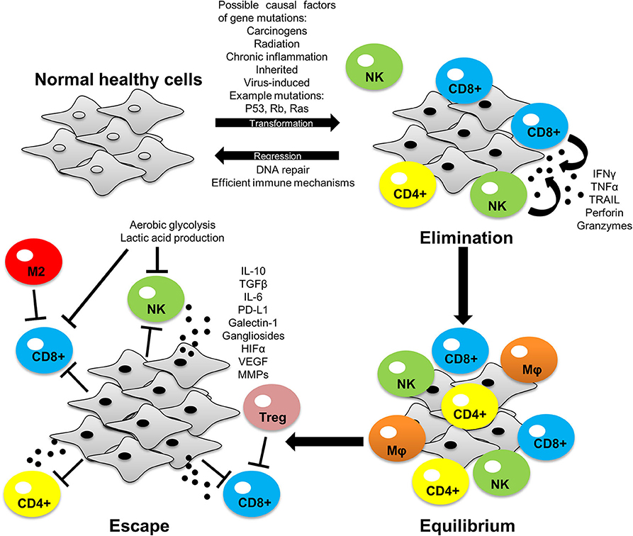 商品画像：The Relationship between Preparation and Biological 1