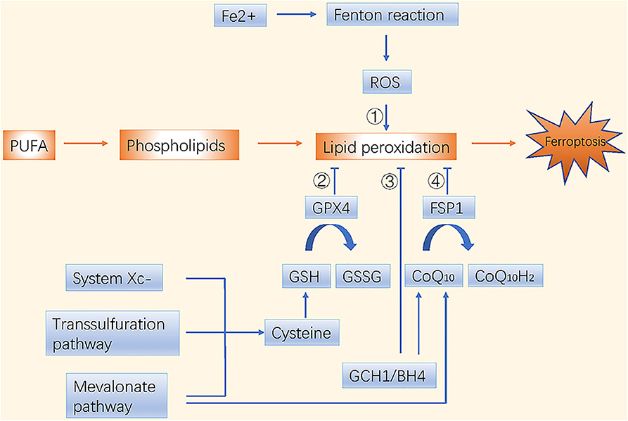 【国内即発送】 Treatment: Cancer in Ferroptosis | Frontiers Another Rome to Way アイロン