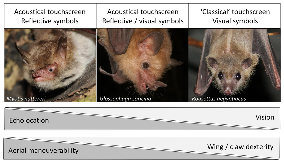 Frontiers Do Bats Have the Necessary Prerequisites for Symbolic  