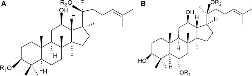 ト セール おすすめ of Effect | Frontiers Panax Focal on Saponins notoginseng ダイエットドリンク