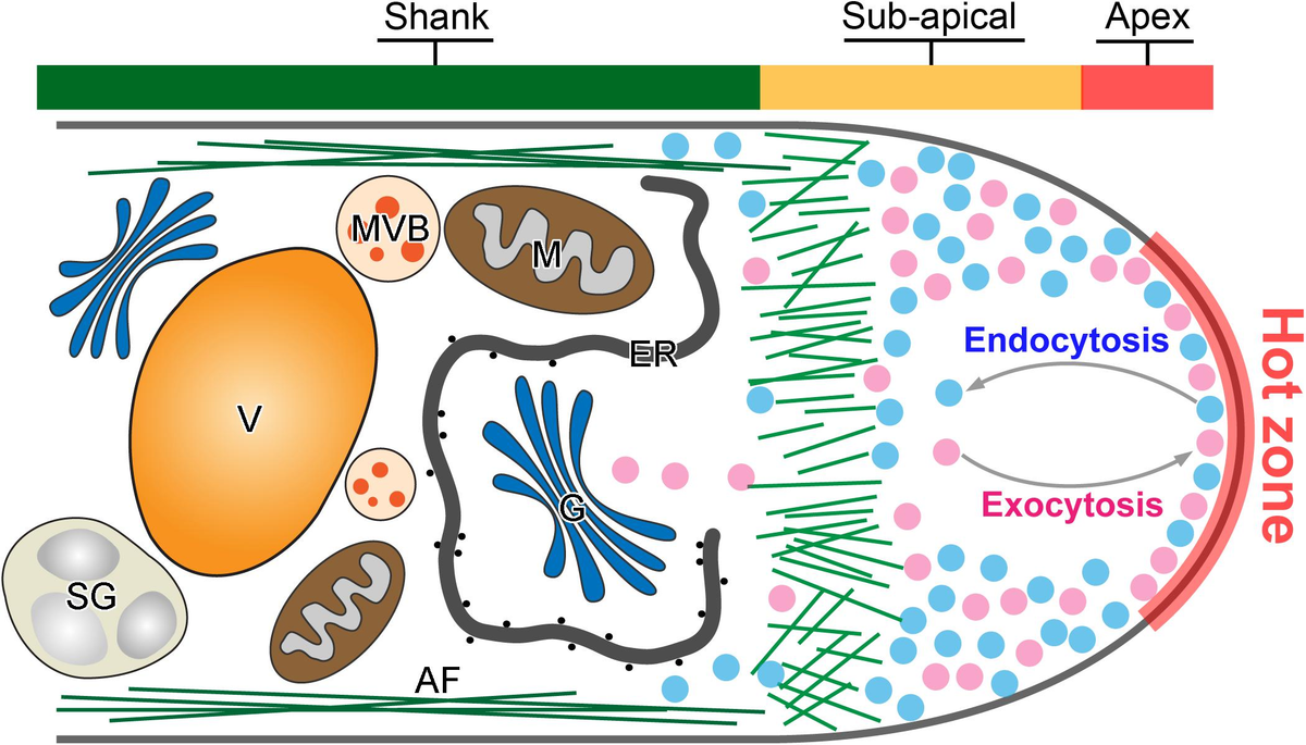 【上品】 and Exocytosis | Frontiers Endocytosis: Crosstalk Yin-Yang ウイスキー