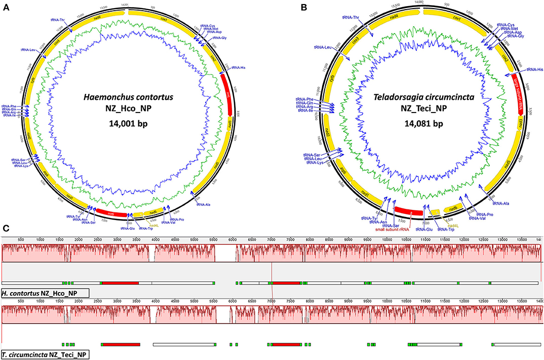 ラ Amazon | バイクパーツセンター(Bike Parts Center) インナー