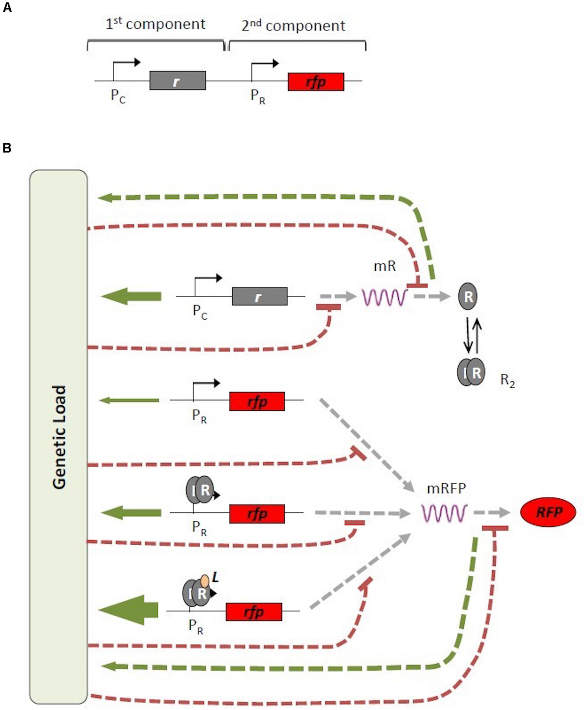 Frontiers | General Analyses of Gene Expression Dependencies on Genetic ...
