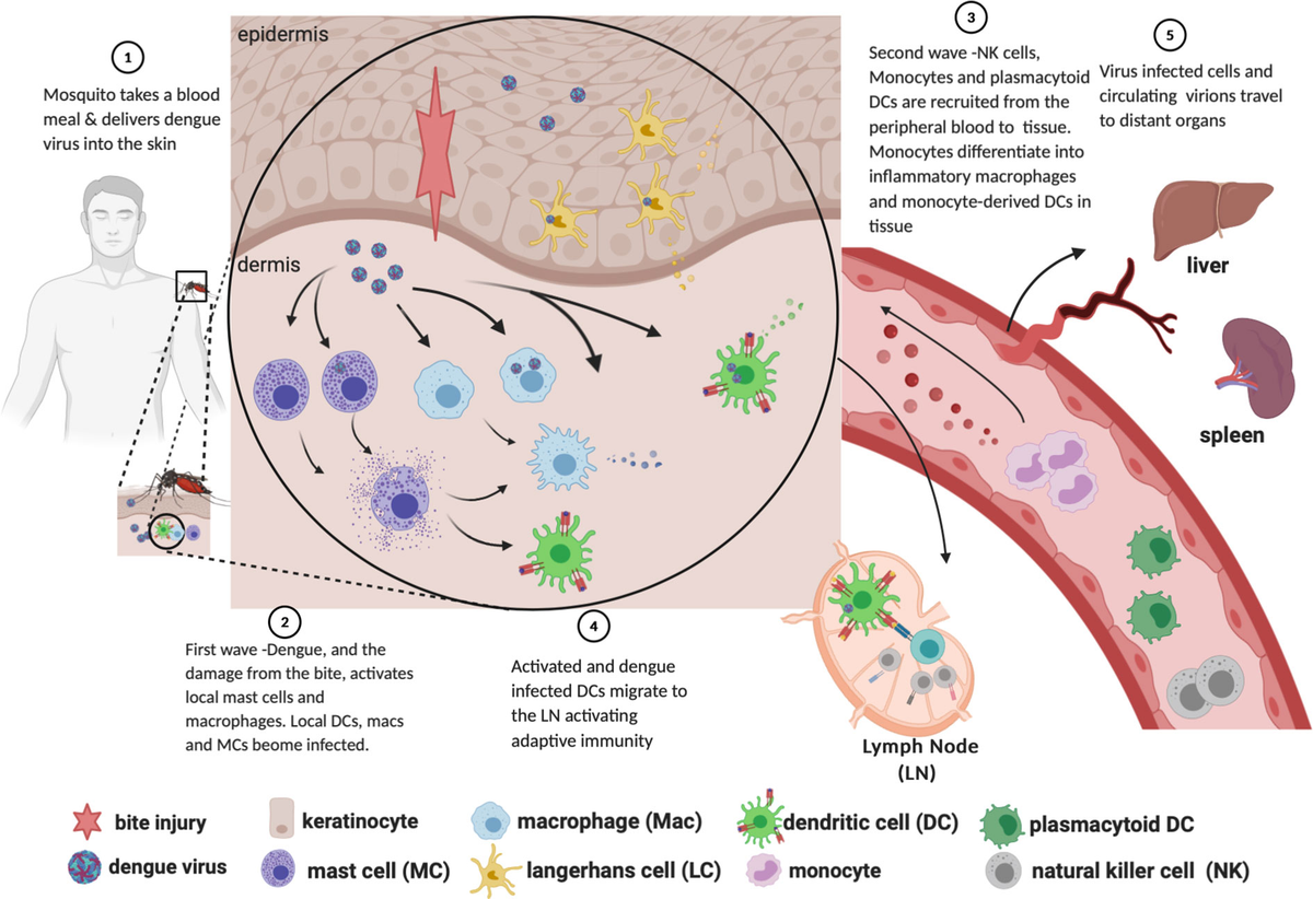 Frontiers Mobilization And Activation Of The Innate Immune Response frontiers-mobilization-and-activation-of-the-innate-immune-response