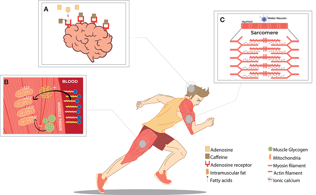 Frontiers | Caffeine and Exercise Performance: Possible Directions for  Definitive Findings