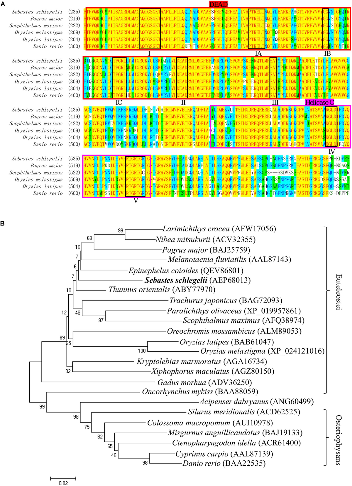 Frontiers Germline Specific Expression of a vasa Homologue Gene in