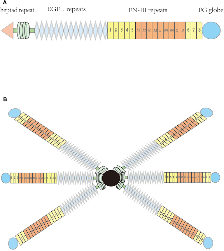 Frontiers | Pleiotropic Role of Tenascin-C in Central