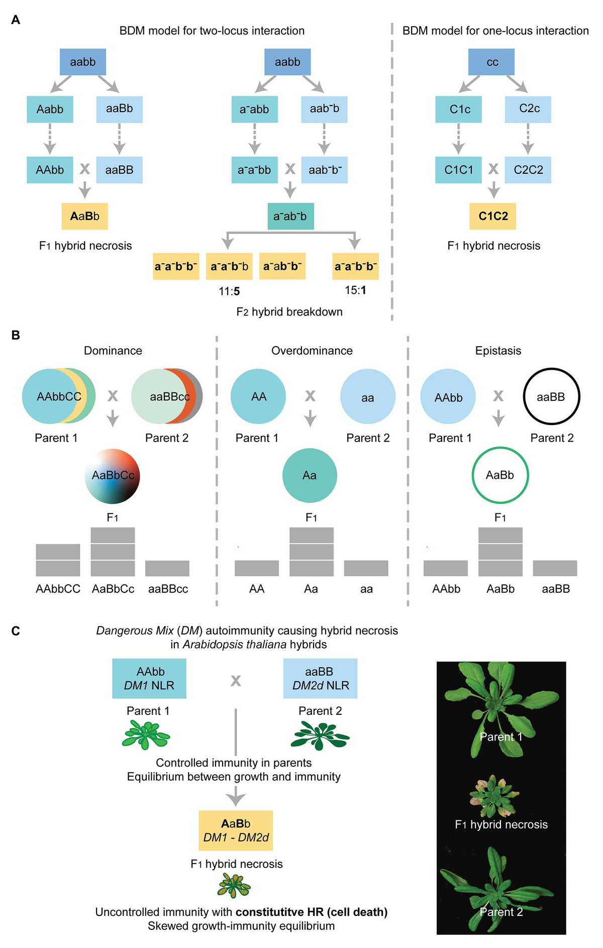 Frontiers | Hybrid Incompatibility of the Plant Immune Frontiers | Hybrid Incompatibility of the Plant Immune