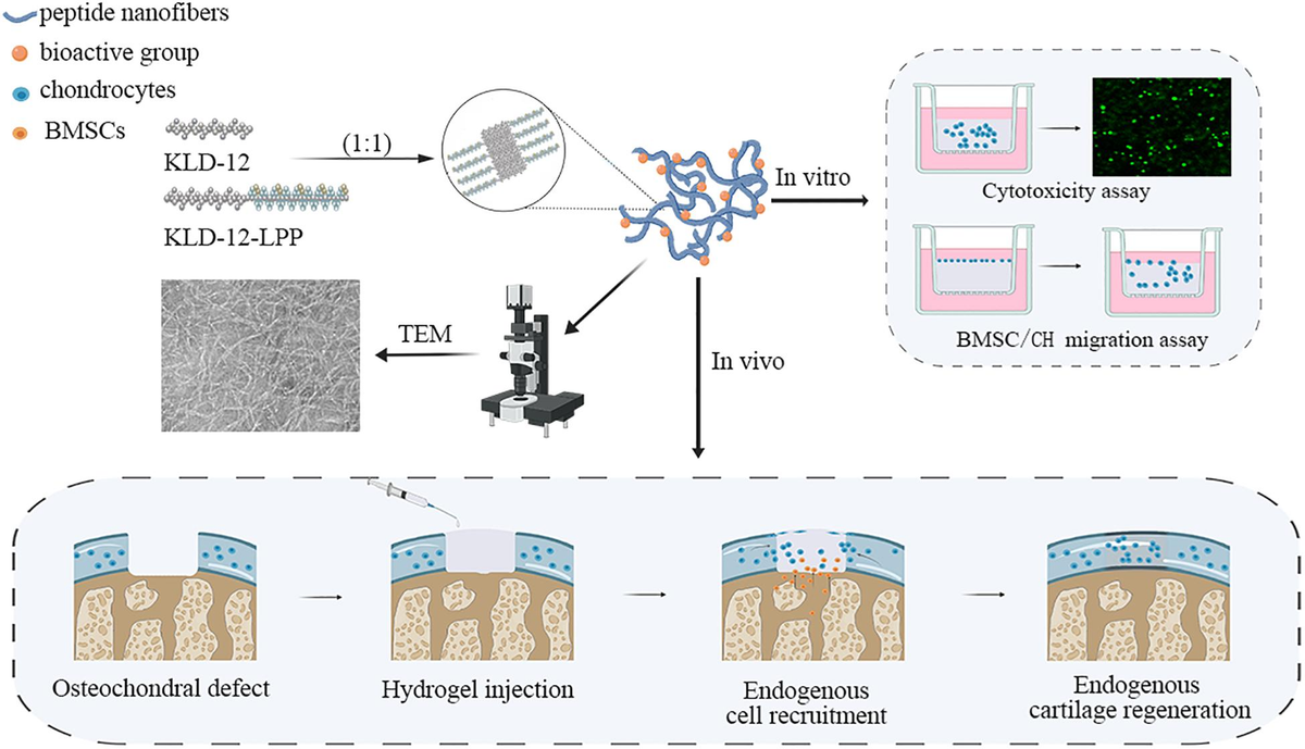 Frontiers | Simultaneous Recruitment of Stem Cells and
