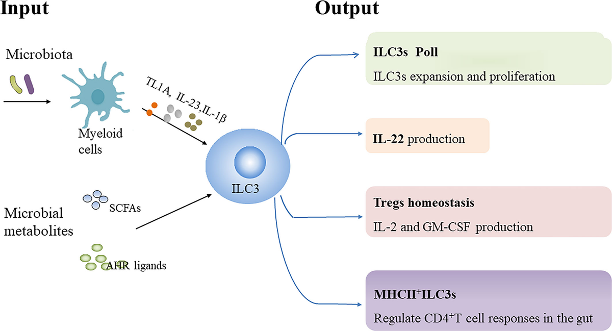 リアル of Regulation Metabolic | Frontiers Group Lymphoid Innate 3 財布