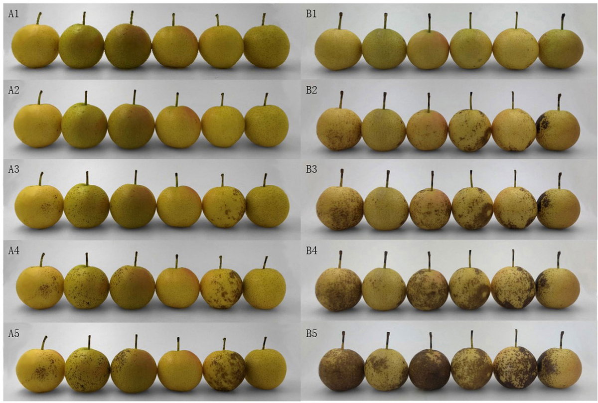Frontiers | Calcium Treatment Alleviates Pericarp Browning
