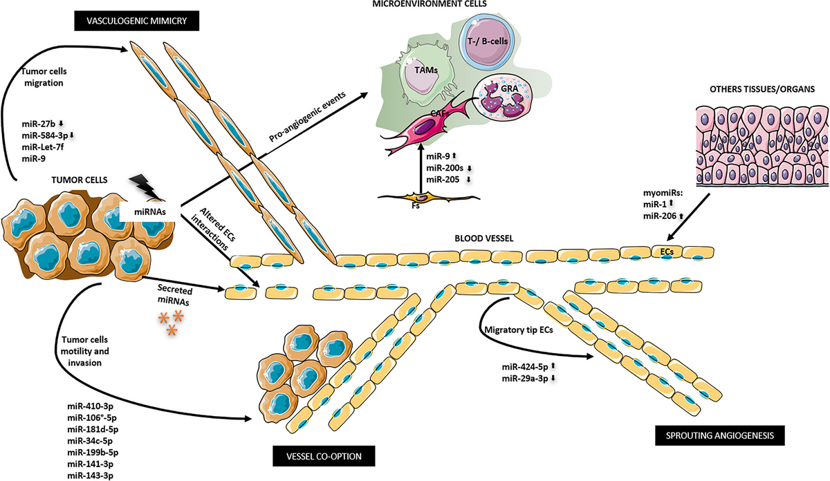 Frontiers | microRNAs Biogenesis, Functions and Role in