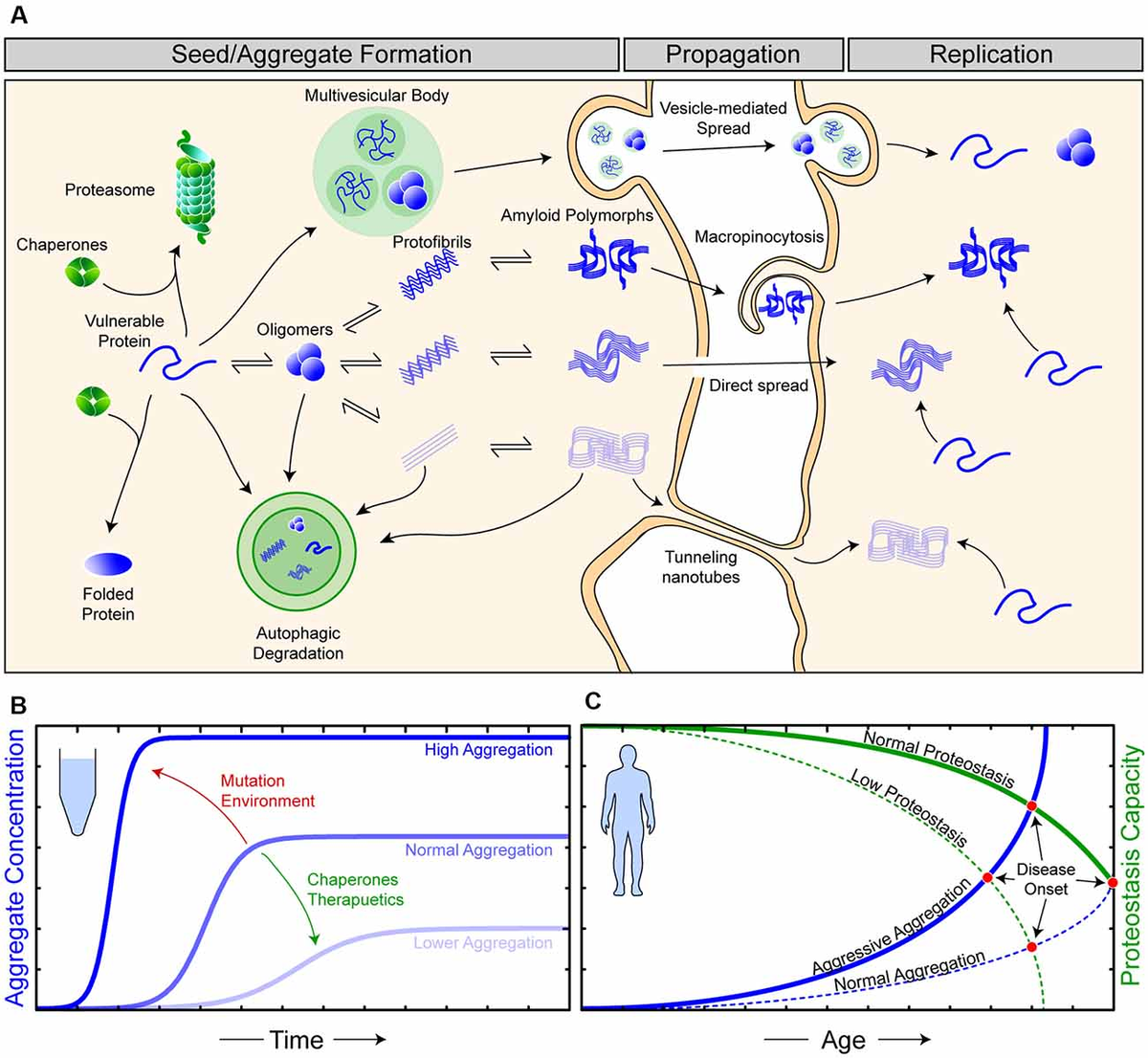 Amyotrophic Lateral Sclerosis: Proteins, Proteostasis, Prions, and Promises  - Frontiers