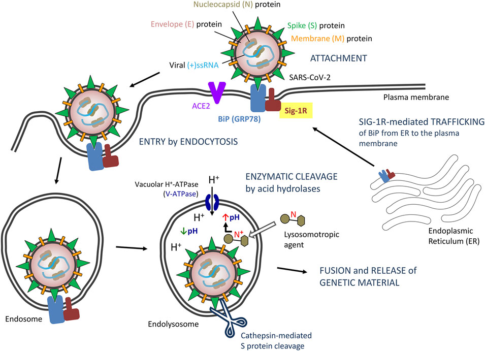 健康・医学 Receptor Based Solutions Amazon | Receptor Based