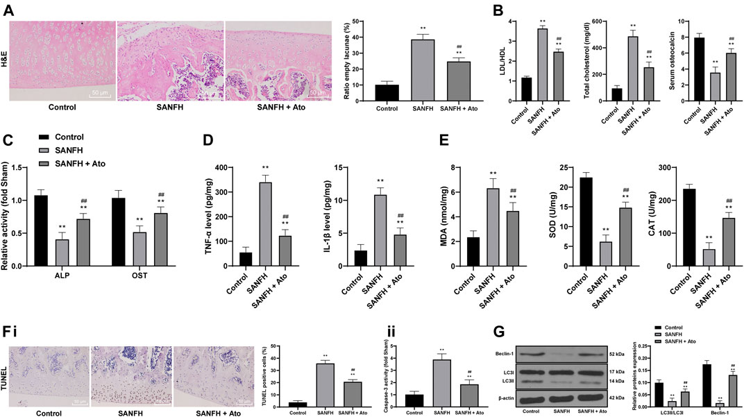 Frontiers | Atorvastatin Upregulates microRNA-186 and