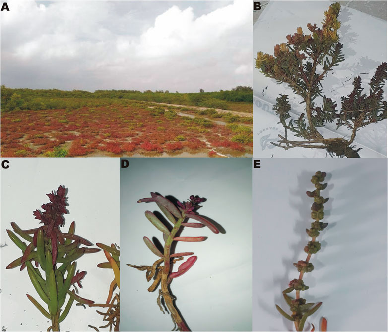 Frontiers | Evaluation of Phytochemicals and Bioactive