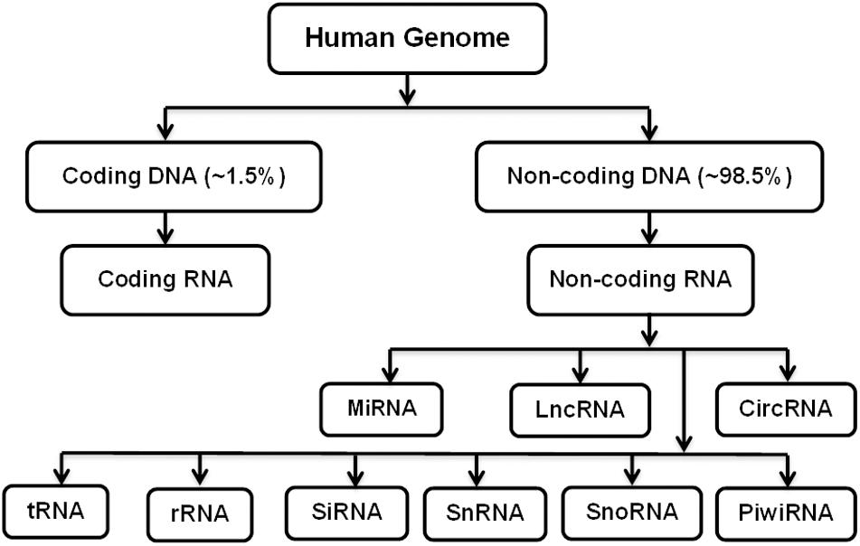 Frontiers | Role of LncRNAs and CircRNAs in Bone Metabolism Frontiers | Role of LncRNAs and CircRNAs in Bone Metabolism