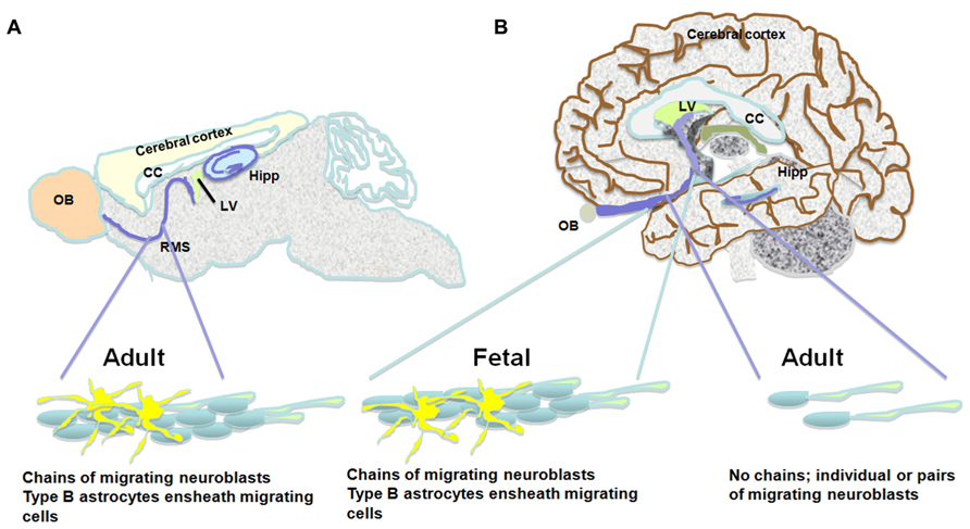 Frontiers | Of mice and men: neurogenesis, cognition and