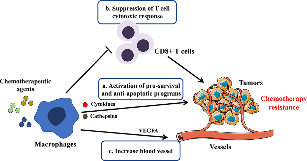 Frontiers | Macrophages in Osteosarcoma Immune