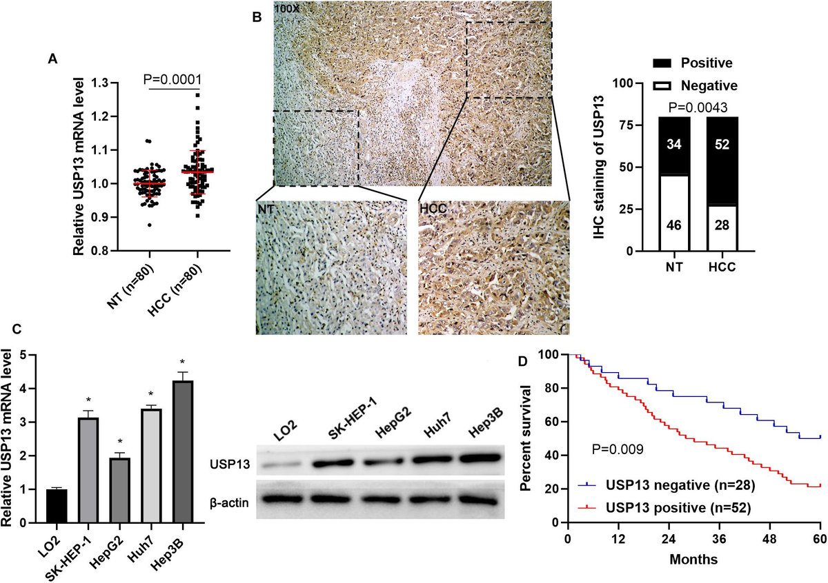 その他 Yu-1 Discovery of Highly Potent AKR1C3 Inhibitors Treating