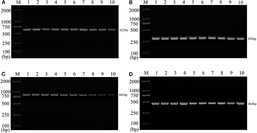 Frontiers Establishment and Application of Multiplex PCR for