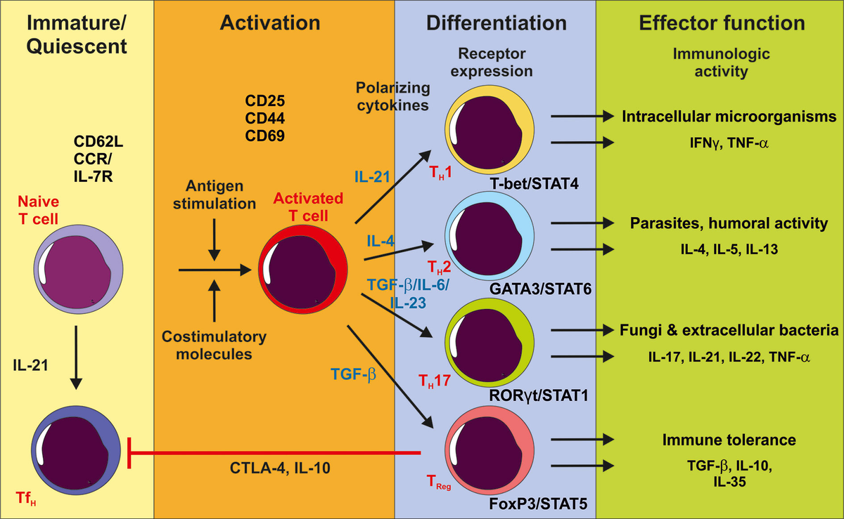 am様　オーダー Frontiers | Intrahepatic TH17/TReg Cells in Homeostasis and