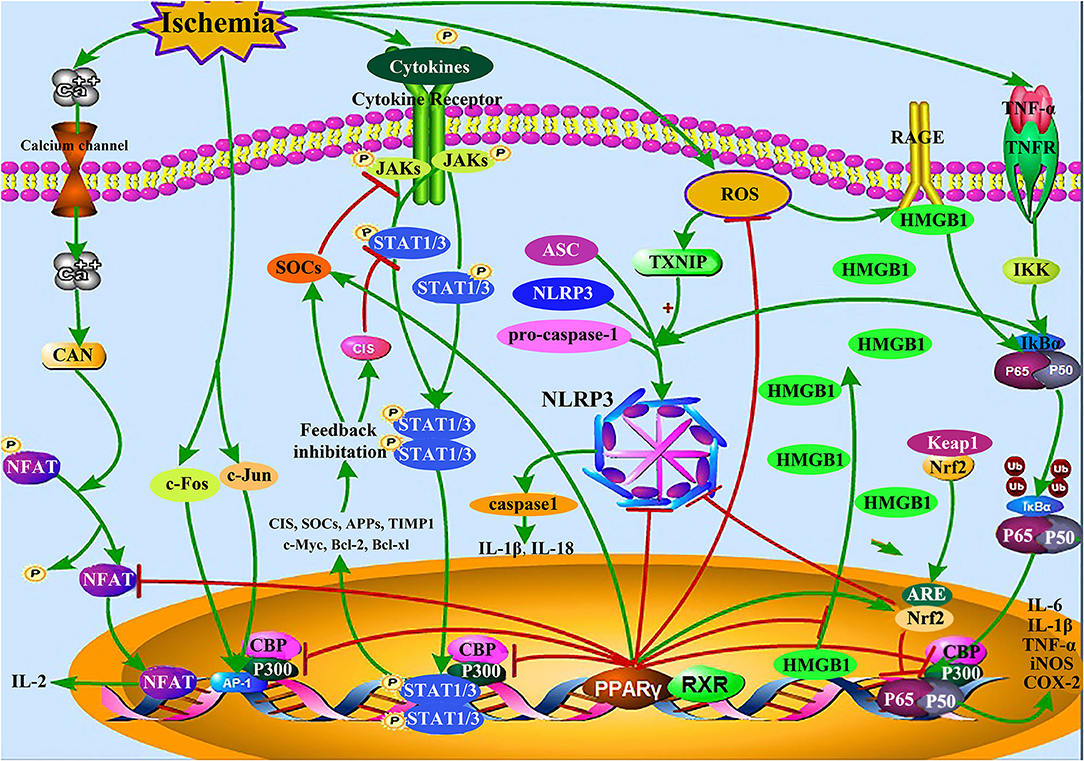 Frontiers | The Protective Effects of Peroxisome
