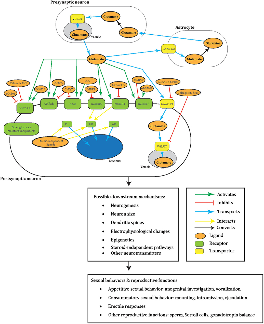 Frontiers | Glutamate in Male and Female Sexual Behavior