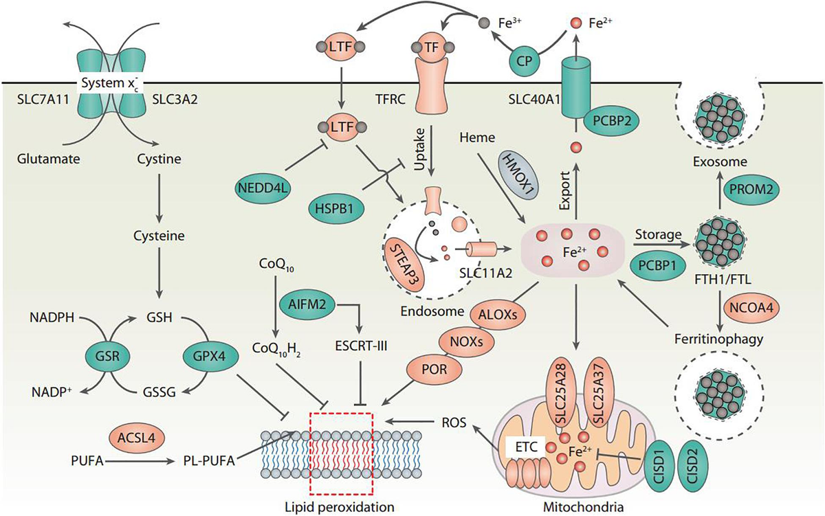 Frontiers | Iron Metabolism in Ferroptosis