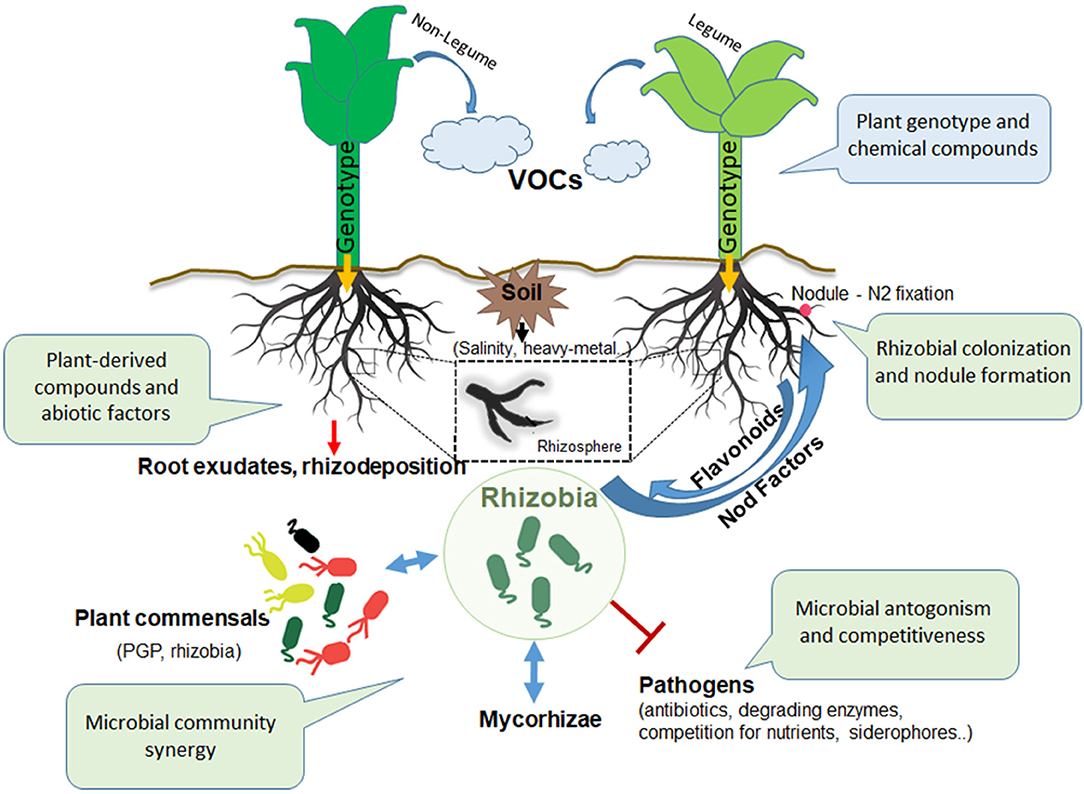 【期間限定】 Frontiers | The Rhizosphere Talk Show: The Rhizobia on Stage 農学