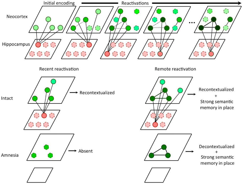 Frontiers | Competitive Trace Theory: A Role for the