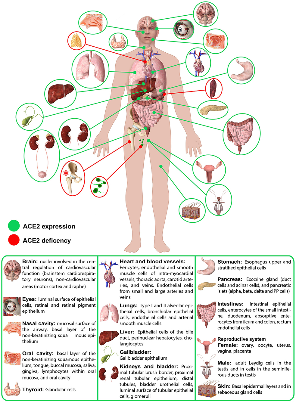 Frontiers | Body Localization of ACE-2: On the Trail of the