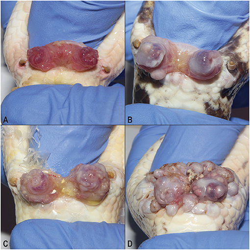 Frontiers | Oral, Cloacal, and Hemipenal Actinomycosis in Captive Ball ...